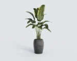 Amphora - imagine 6